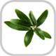 Olive Leaf