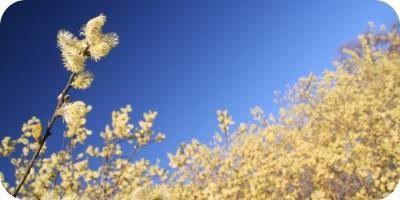 image A Guide To  Allergy Medications for Hay Fever and Seasonal Allergies